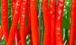 红辣椒美国版红辣椒